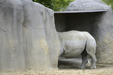 Un après-midi au zoo de Vincennes